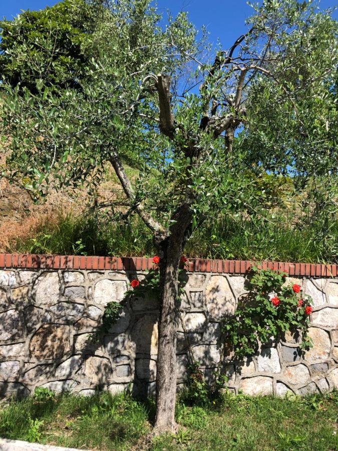 La Collina Di Albiro Affittacamere 阿尔科拉 外观 照片